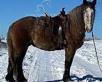 buy-now-percheron-horse