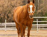 athletic-quarter-horse