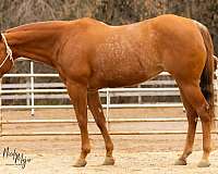 calf-roping-quarter-horse