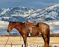 calf-roping-quarter-horse