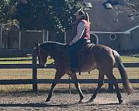 quarter-horse-gelding