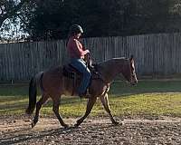 quarter-horse-for-sale