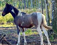 bay-spotted-filly-yearling