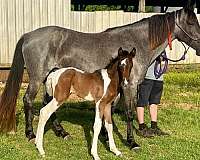 bay-roan-spotted-filly-yearling