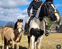 gypsy-vanner-pony-for-sale