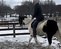 paint-gelding