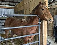 appaloosa-filly