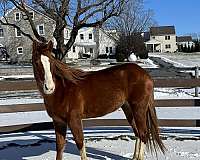 quarter-horse-gelding