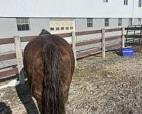 quarter-horse-gelding