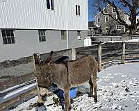 donkey-paint-foal