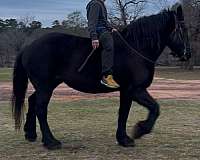 draft-horse-percheron