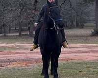 percheron-horse