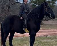 carriage-horse-percheron