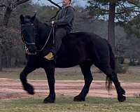 crossbred-percheron-horse