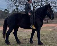 trail-horse-percheron