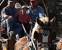 wagon-team-percheron-horse