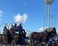 draft-horse-percheron