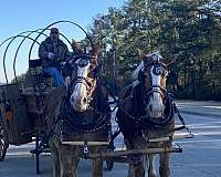 carriage-horse-percheron