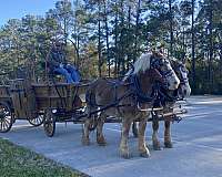 percheron-horse