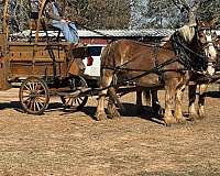 crossbred-percheron-horse