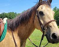 quarter-horse-for-sale