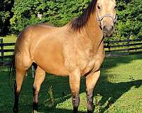 quarter-horse-gelding