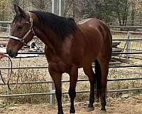 quarter-horse-gelding