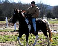 colt-for-sale-spotted-saddle-horse