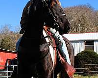 rocky-mountain-colt-spotted-saddle-horse