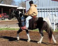 mcnatt-farm-spotted-saddle-horse