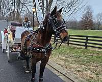 draft-horse-for-sale