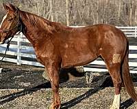 grade-quarter-horse-gelding