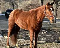 chestnut-blaze-socks-horse