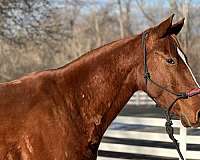 beginner-safe-quarter-horse