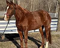 bombproof-quarter-horse