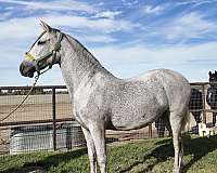 andalusian-horse-for-sale