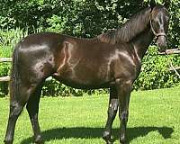 dressage-hanoverian-horse