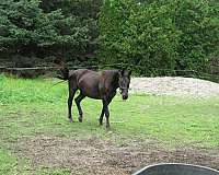 english-pleasure-hanoverian-horse