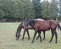 equitation-hanoverian-horse