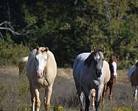 quarter-horse-filly