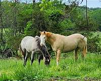 white-apha-aqha-filly