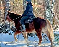 all-around-haflinger-horse