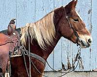 driving-haflinger-horse