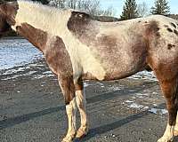 pinto-pintaloosa-horse