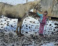 white-crossbred-pony-gelding