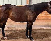 all-around-quarter-horse