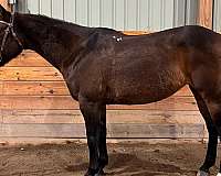 beginner-quarter-horse