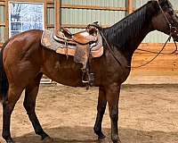 all-around-thoroughbred-pony