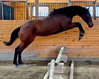 all-around-thoroughbred-pony