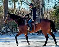 husband-safe-thoroughbred-pony